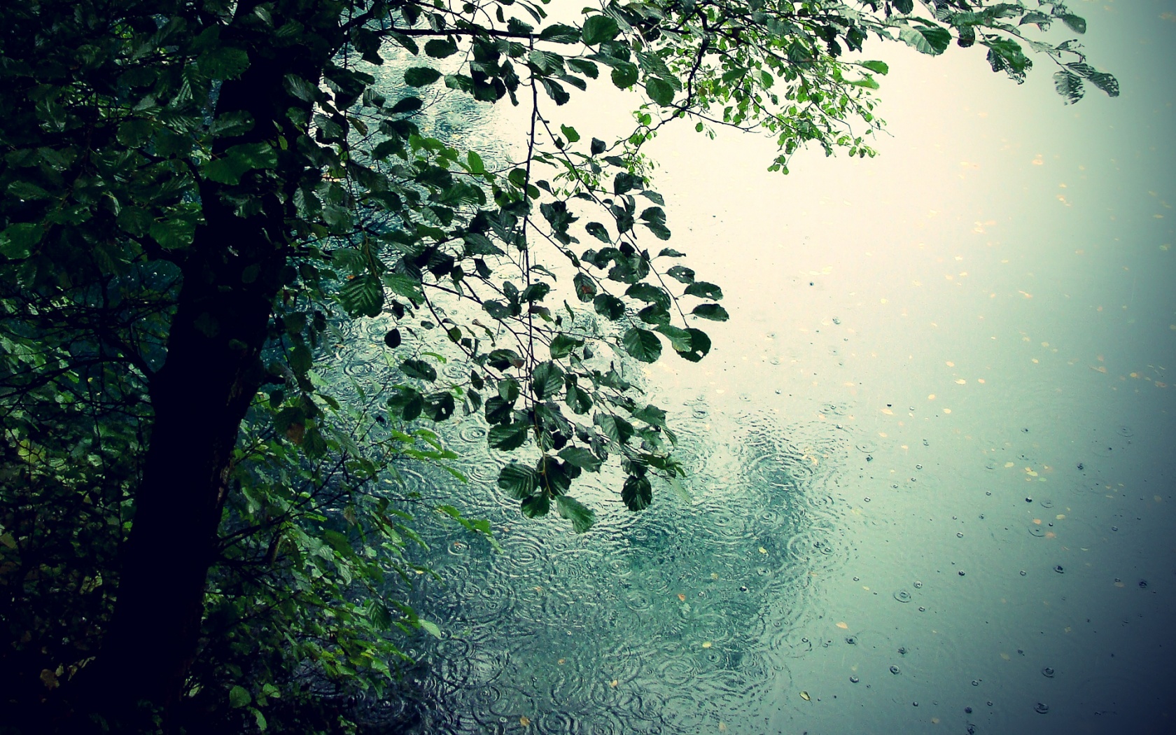 Nature in Rain