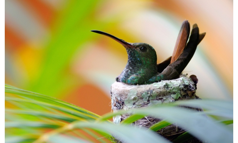 Nest Hummingbird Bird