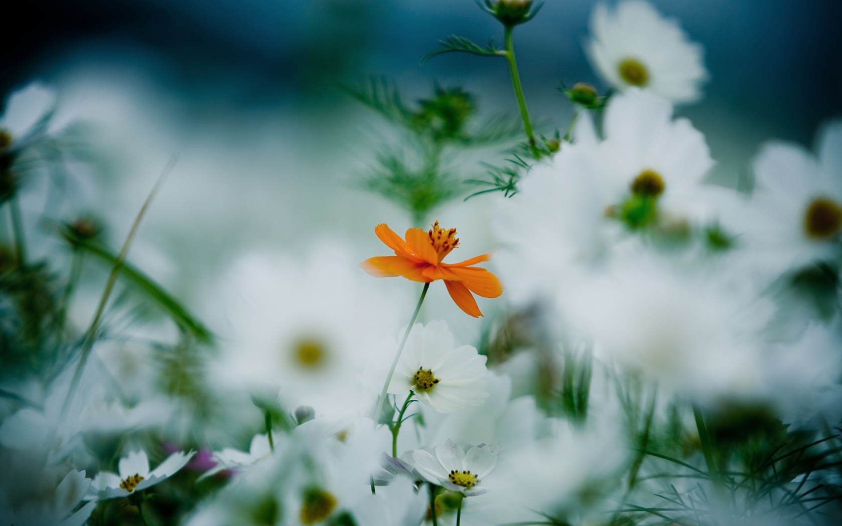 Orange And White Kosmeya Flowers
