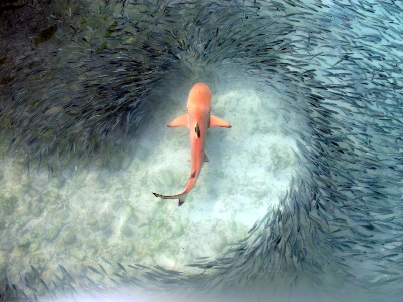 Orange Shark Surrounded by Fish 