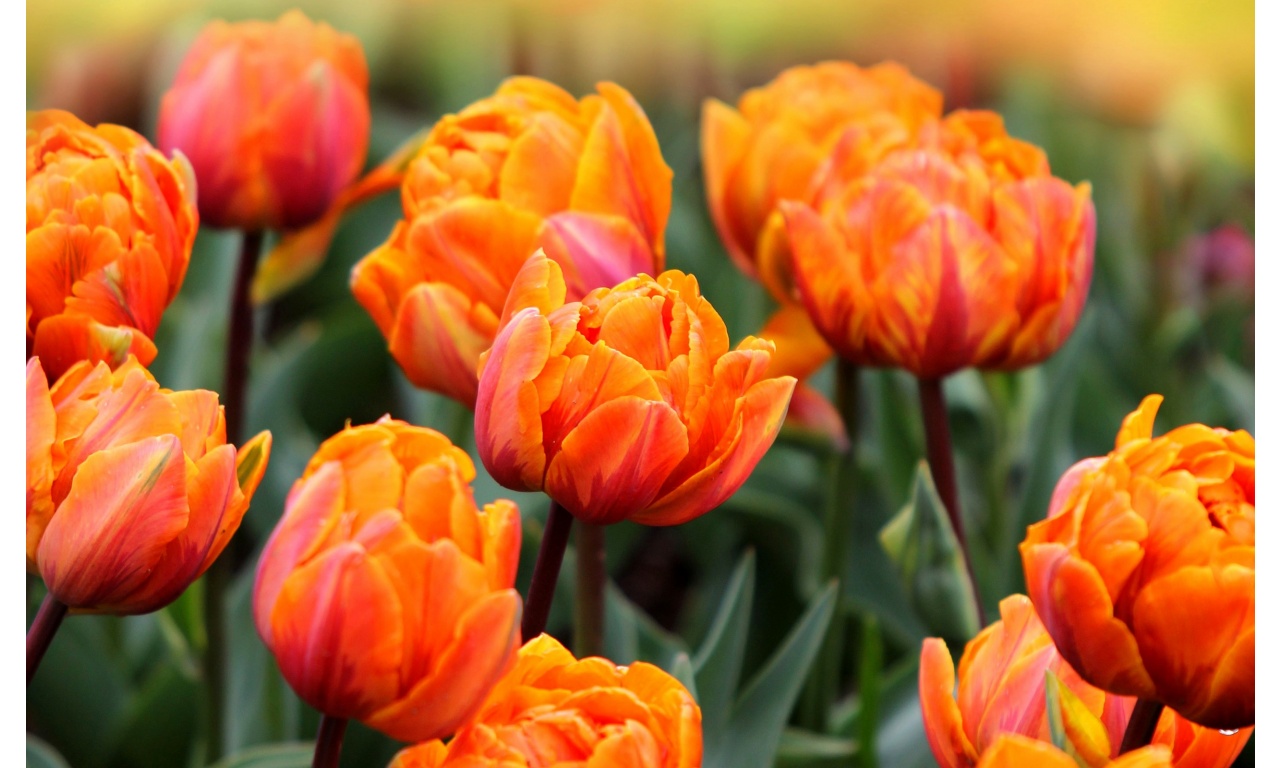 Orange Tulips Flowers Spring