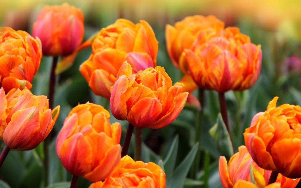 Orange Tulips Flowers Spring