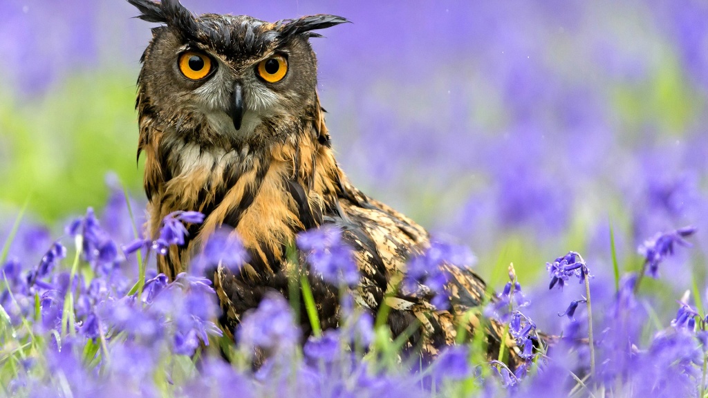 Owl Bird Spring Purple Flowers
