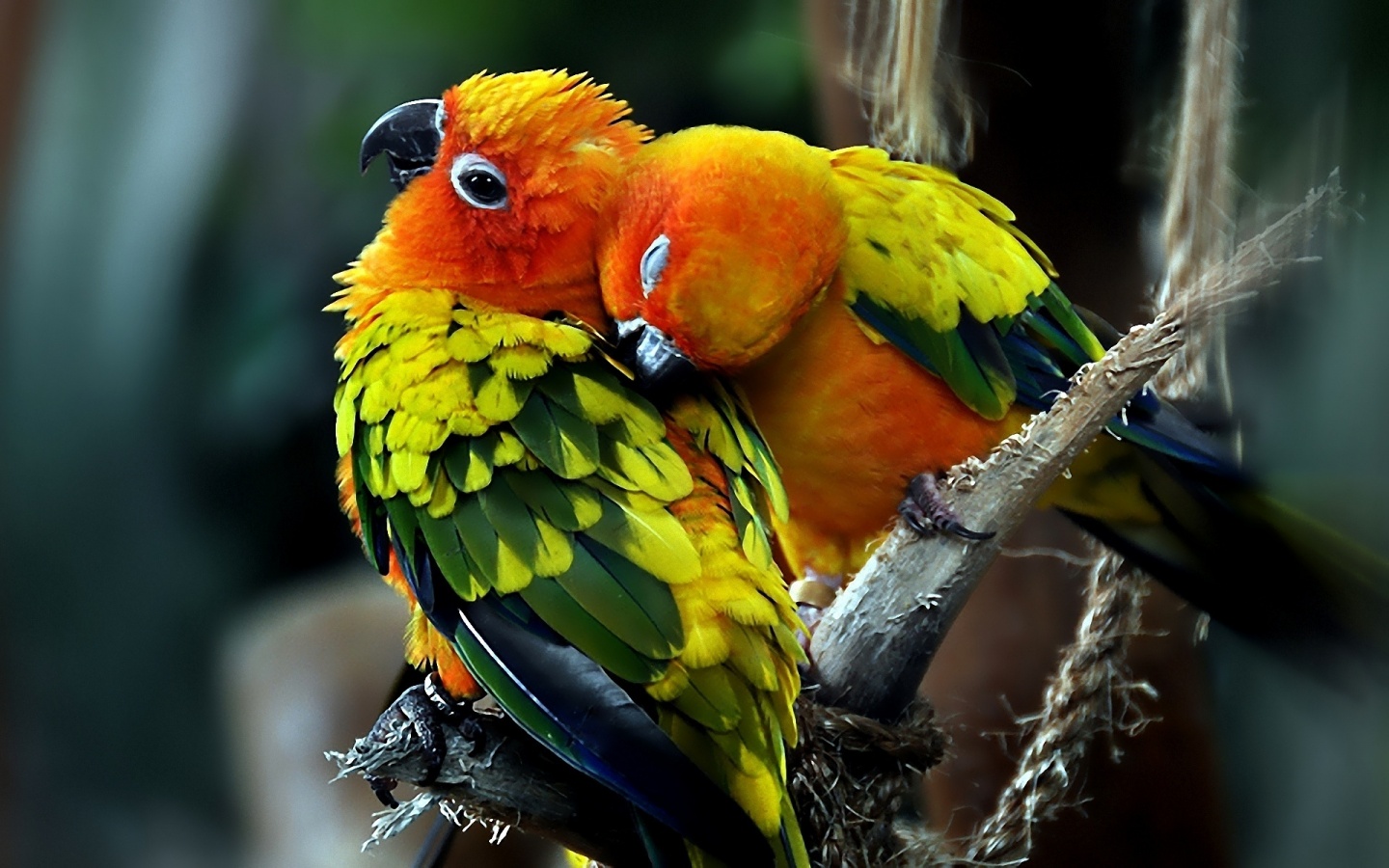 Parrots Couple Love