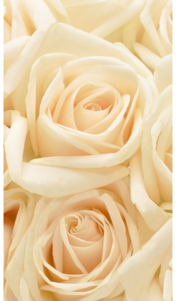 Pastel Roses Flowers Background