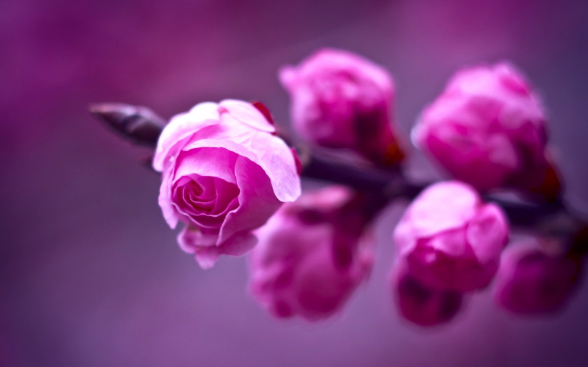 Pink Rose Branch Blurred