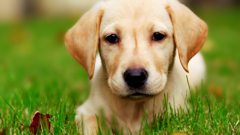 Puppy Dog Grass