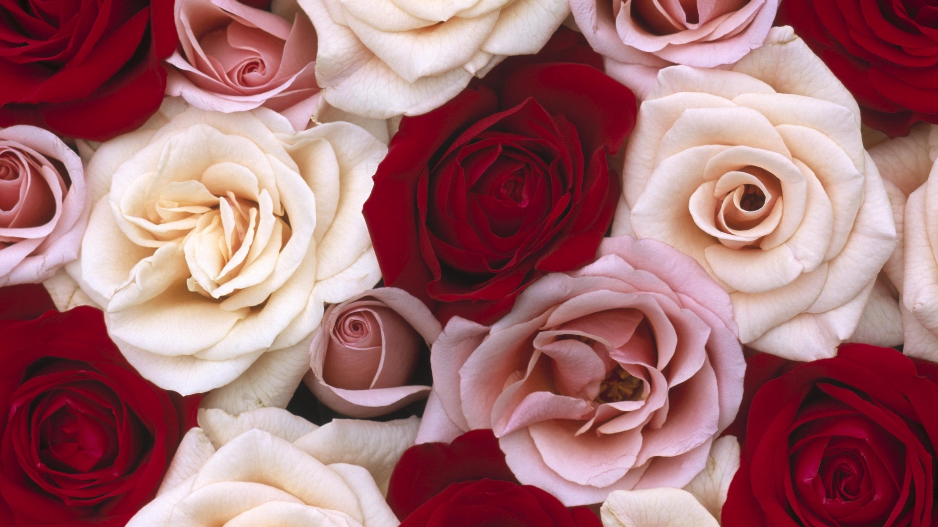 Red and white roses Wallpapers - 1920x1080 - 412865