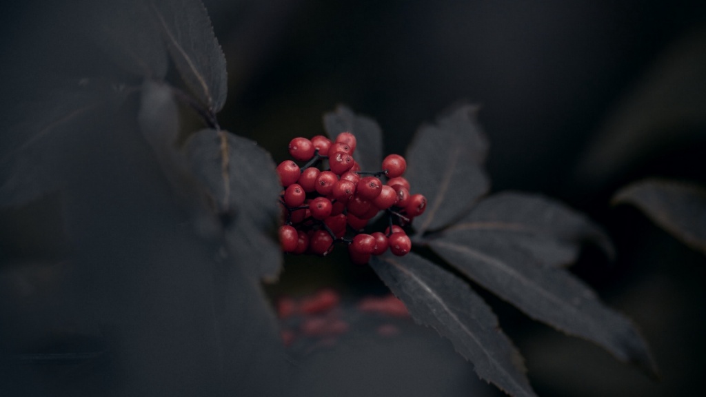 Red Berries And Black Leaves