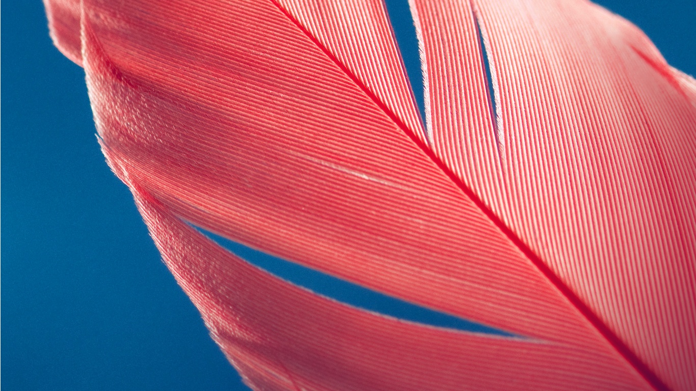 Red Feather on Blue Background