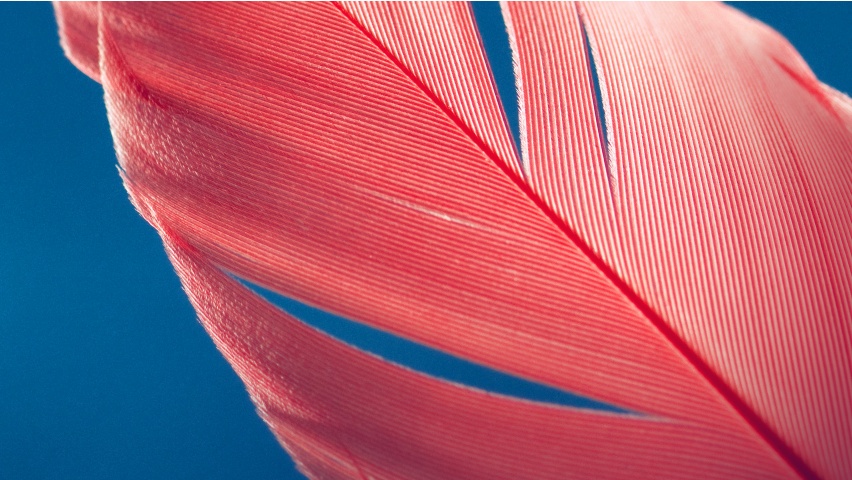 Red Feather on Blue Background