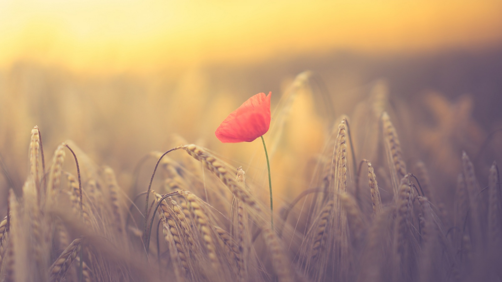 Red German Poppy And Wheat Field