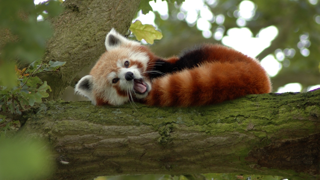 Red Panda On A Tree