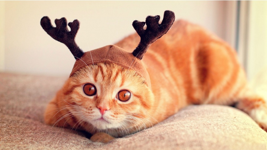 Reindeer Cat