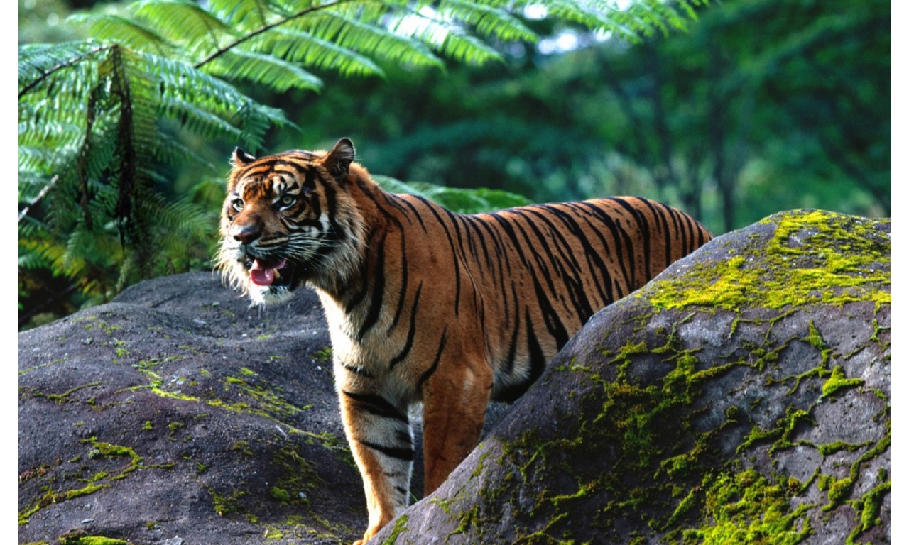 Reptiles Tigers Sumatran Tiger