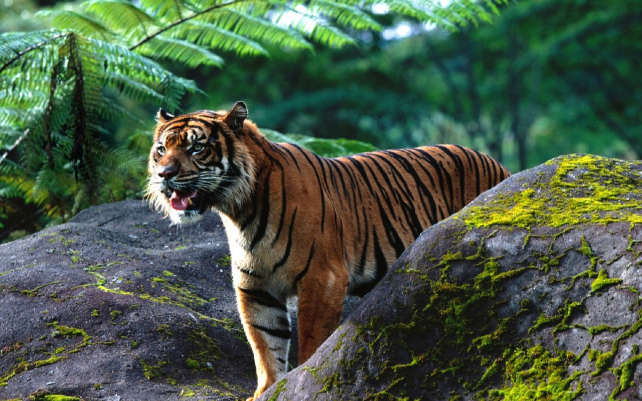 Reptiles Tigers Sumatran Tiger
