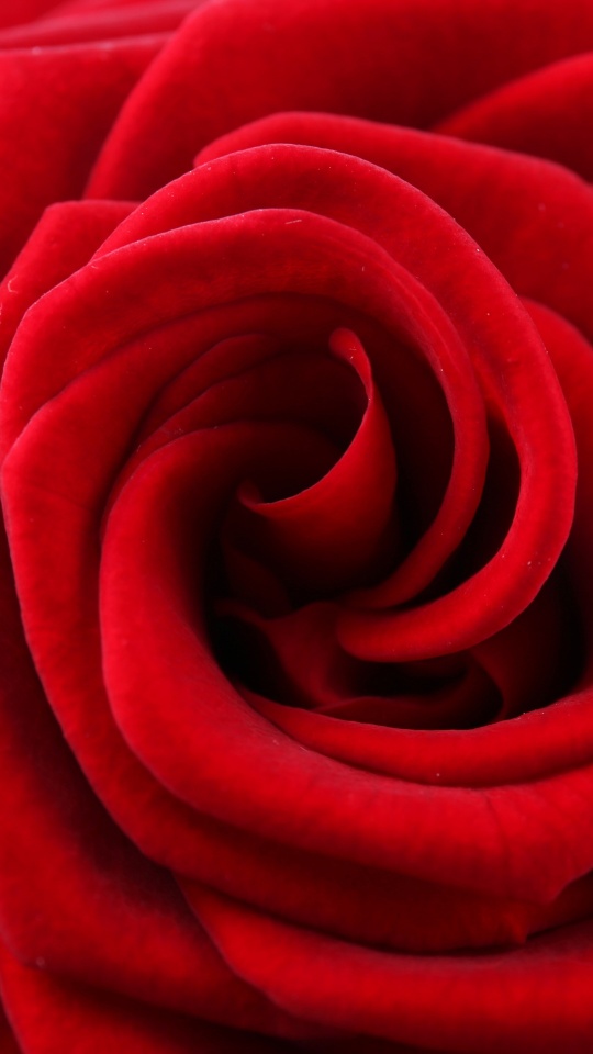 Rose Red Petals