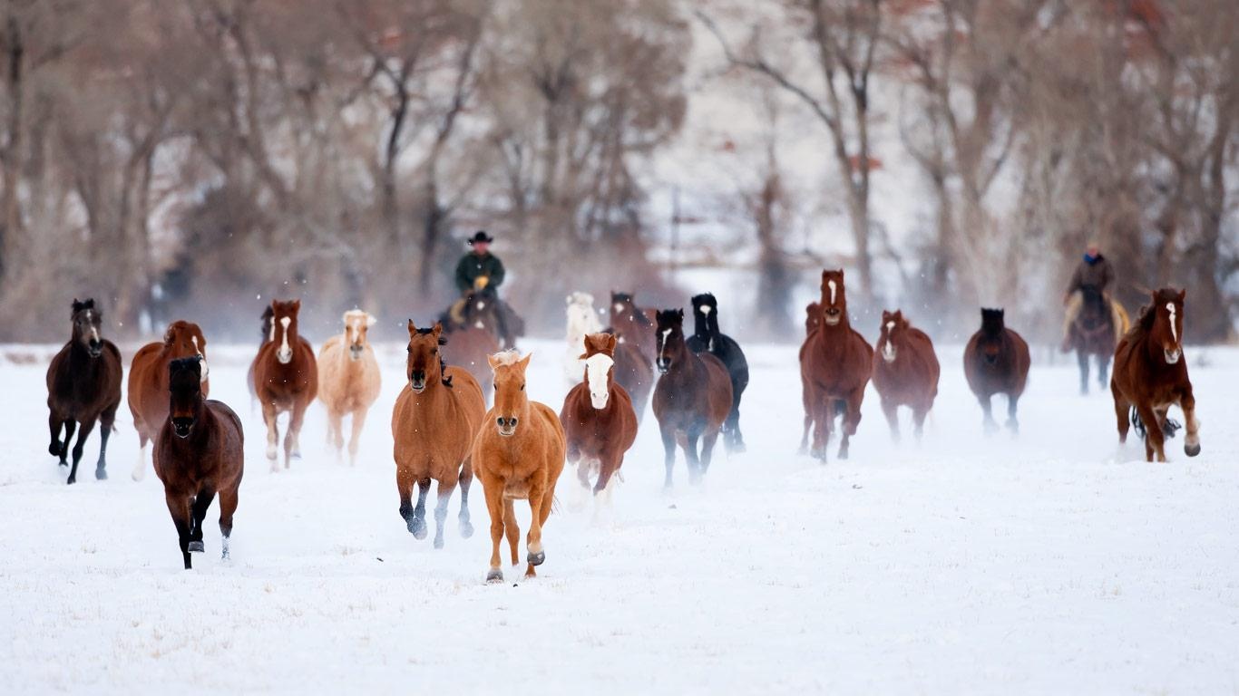Running Horses At Snow