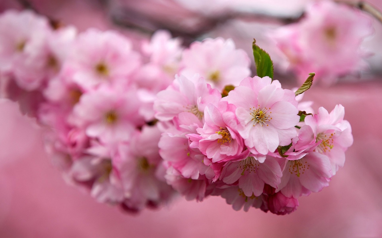 Sakura Cherry Flowers