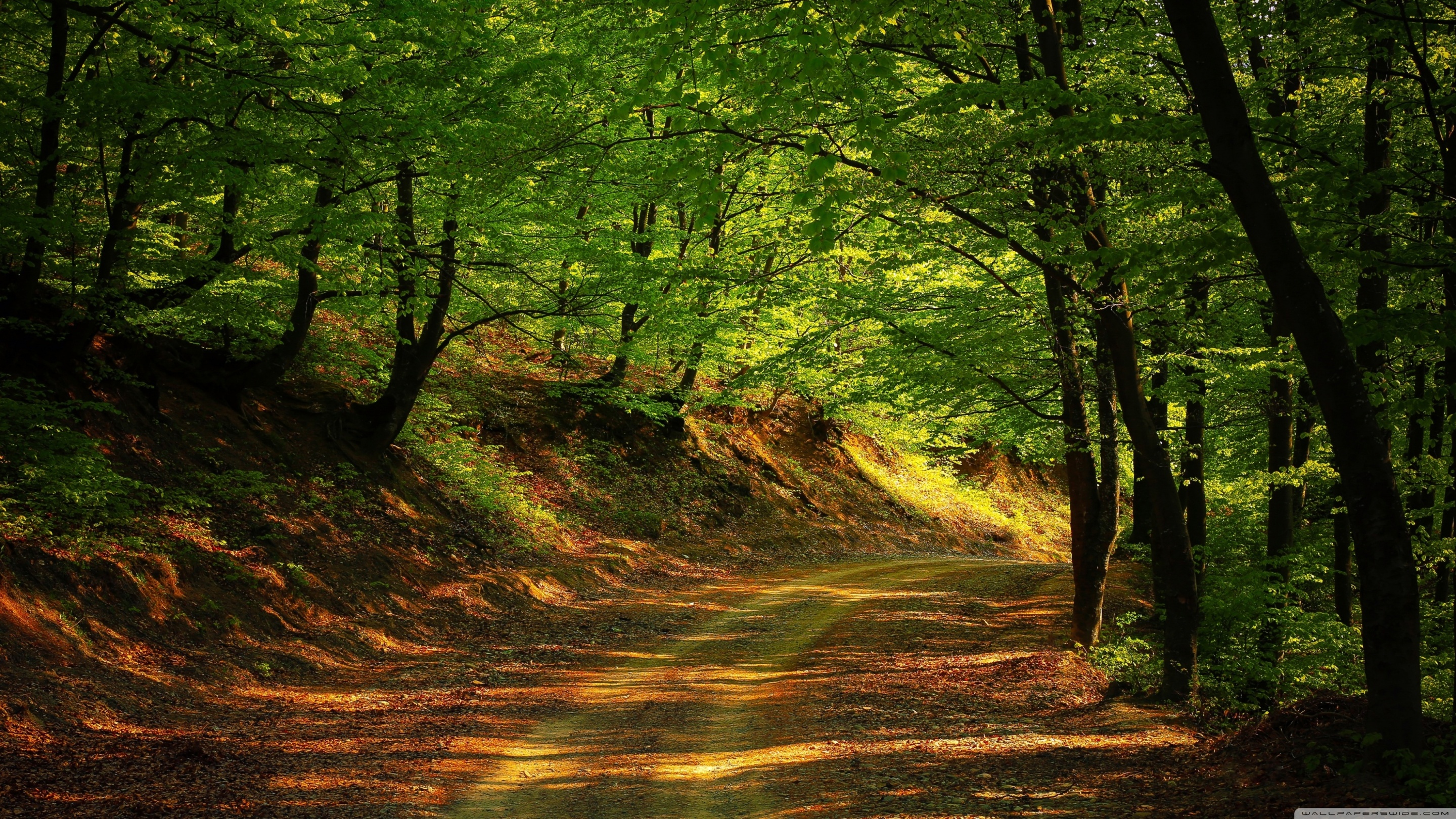 Shady Forest Road