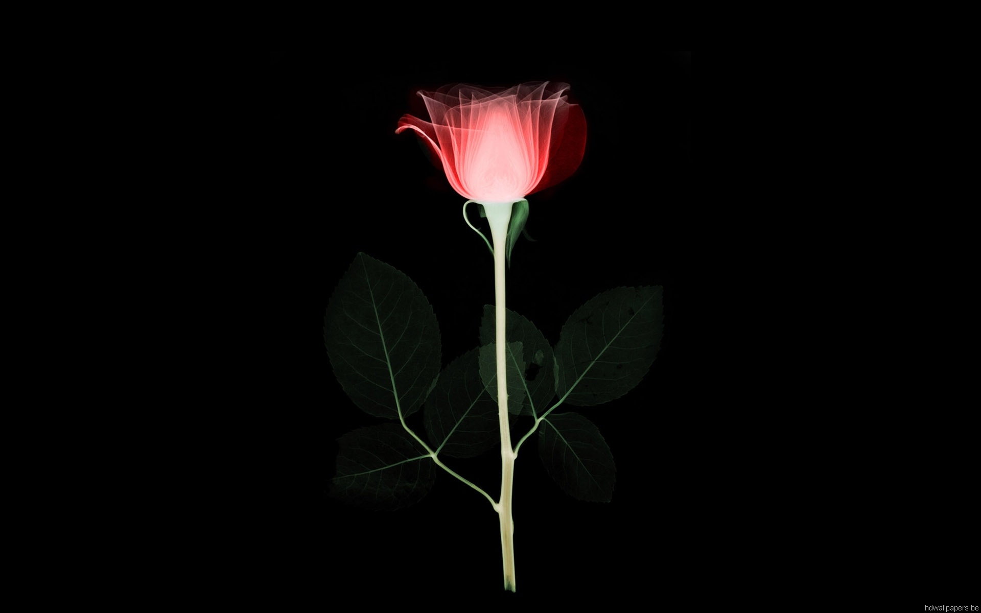 Single Red Rose on Black
