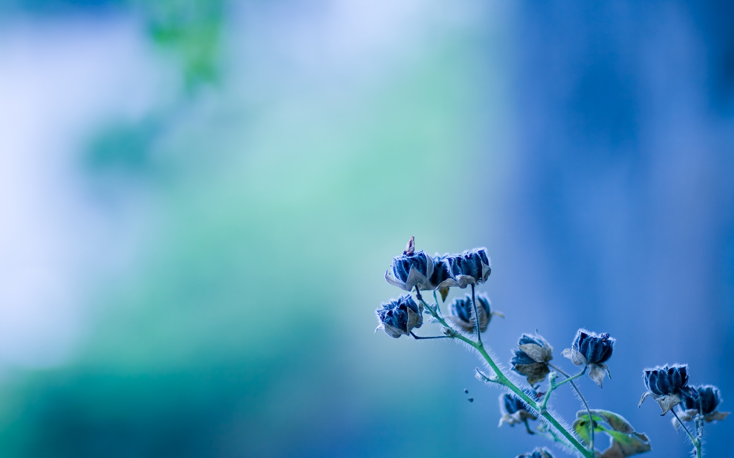 Small Blue Flowers
