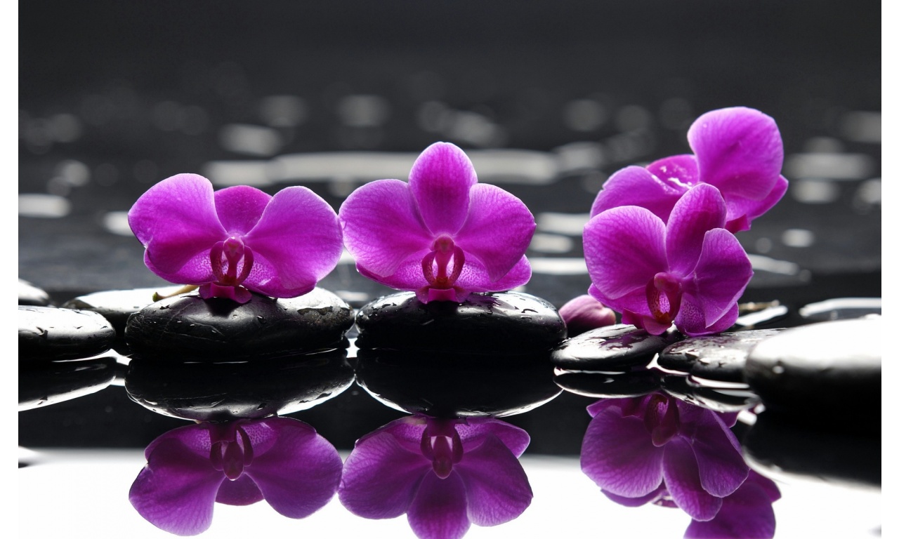 Spa Stones Purple Flower Droplets Reflection