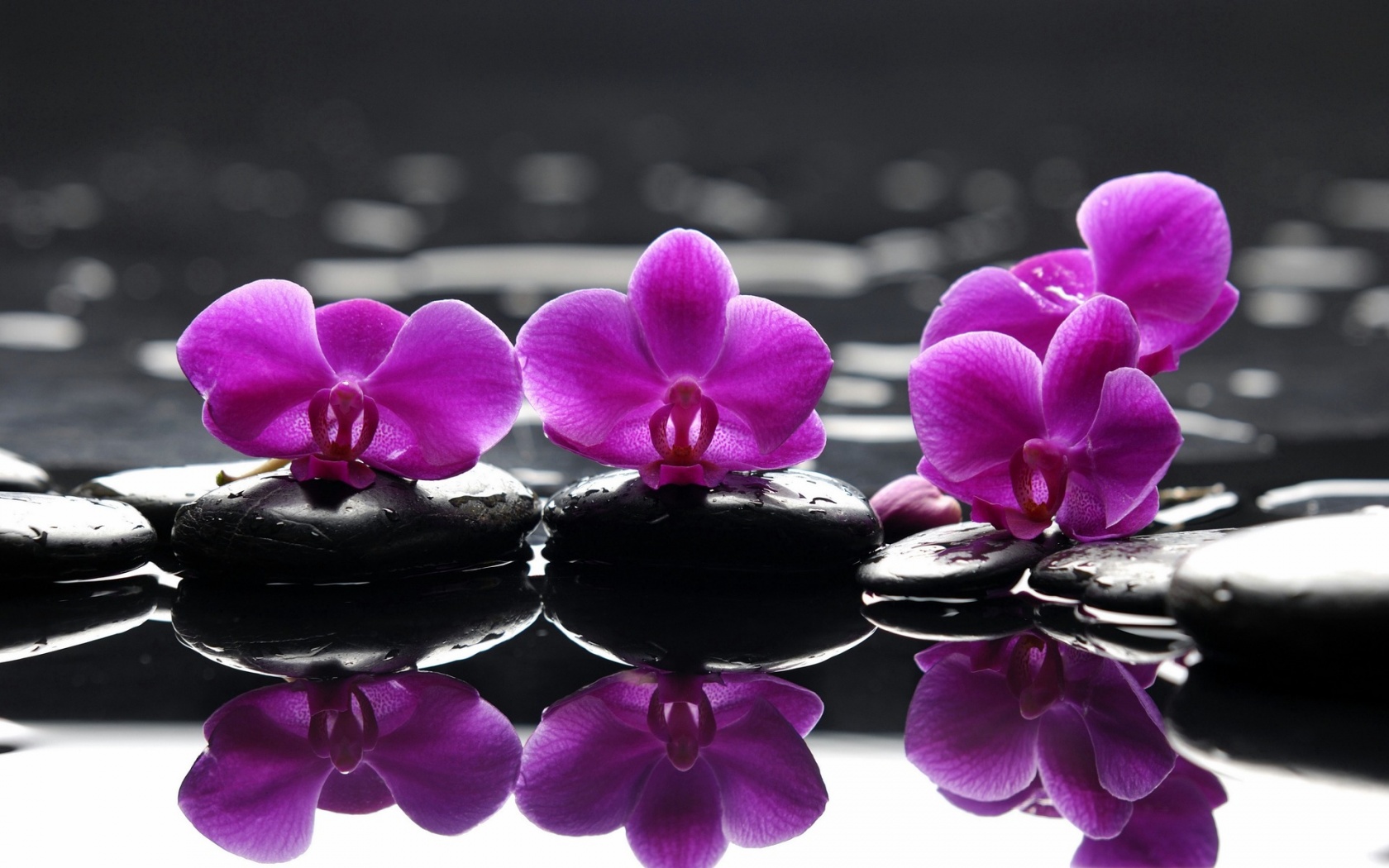 Spa Stones Purple Flower Droplets Reflection