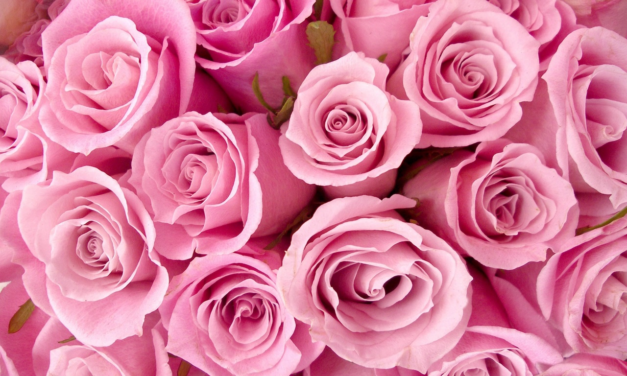 Special Pink Roses