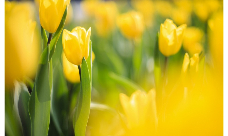 Spring Flowers Yellow Tulips