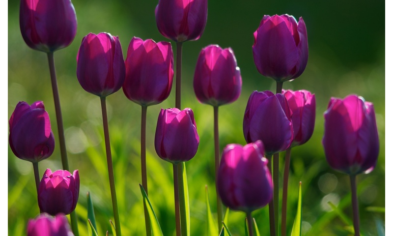 Spring Purple Tulips Flowers