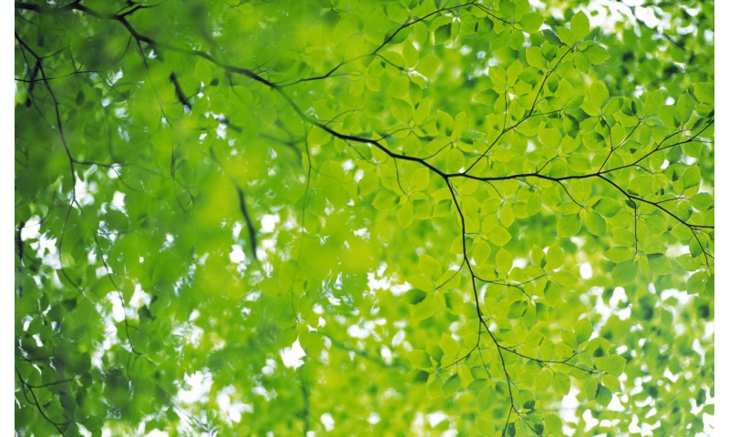Summer Green Leaf