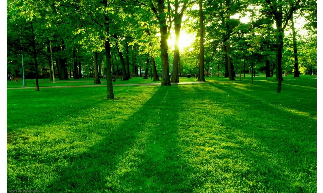 Sunlight In A Park