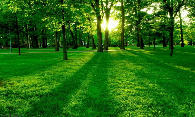 Sunlight In A Park