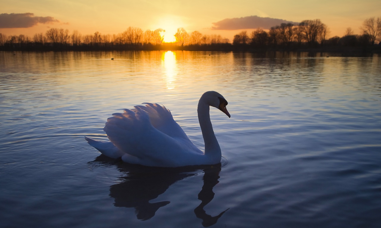 Sunset Lake And Swan