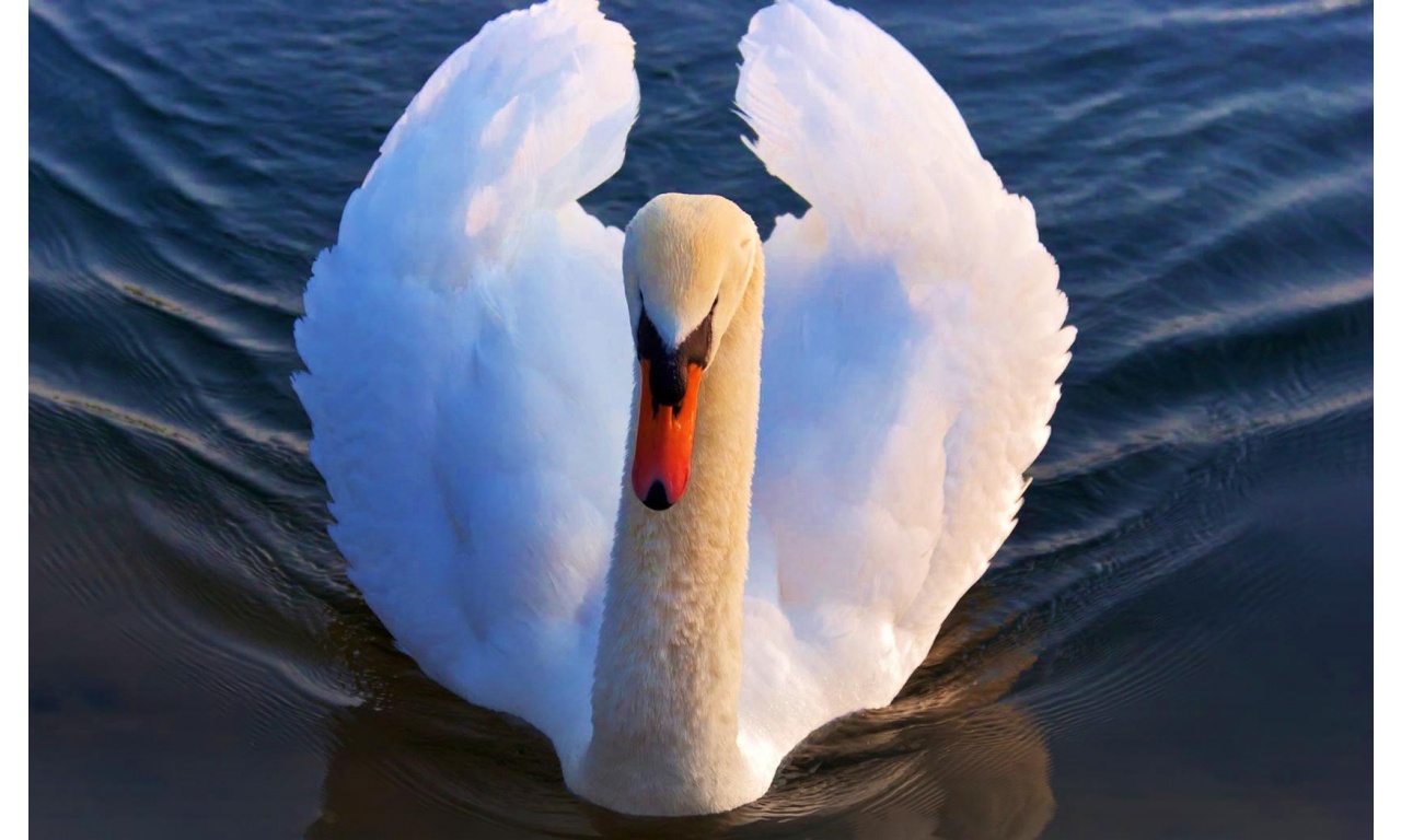 Swan On Blue Water