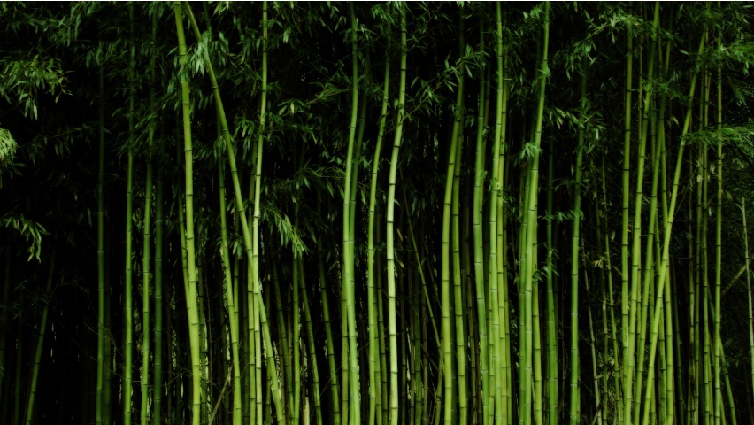Tall Bamboo Trees
