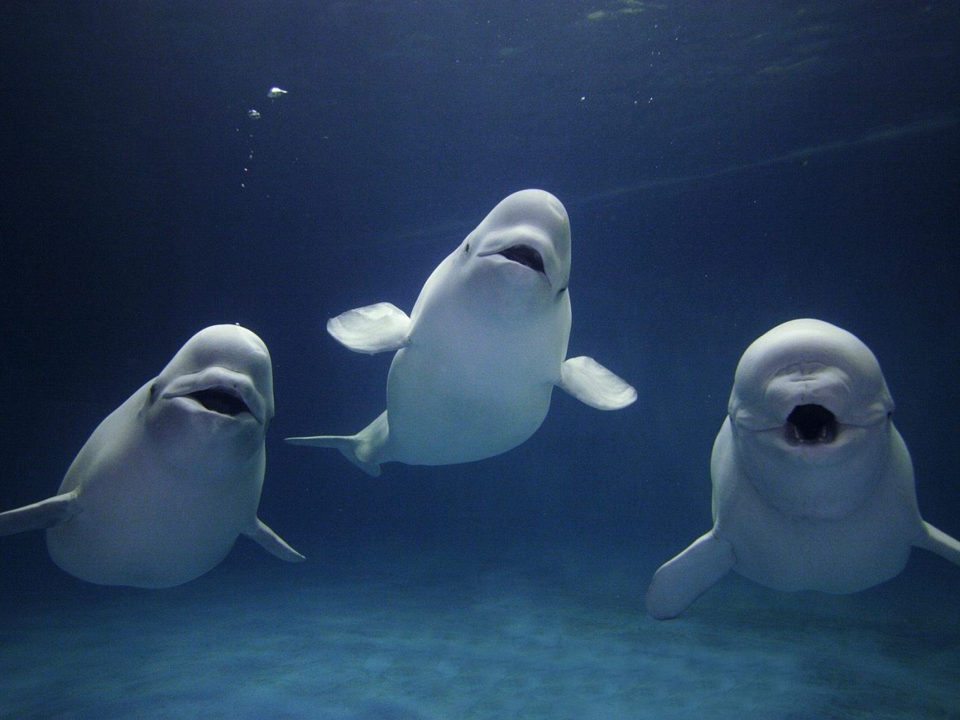 Three Beluga Whales in Water