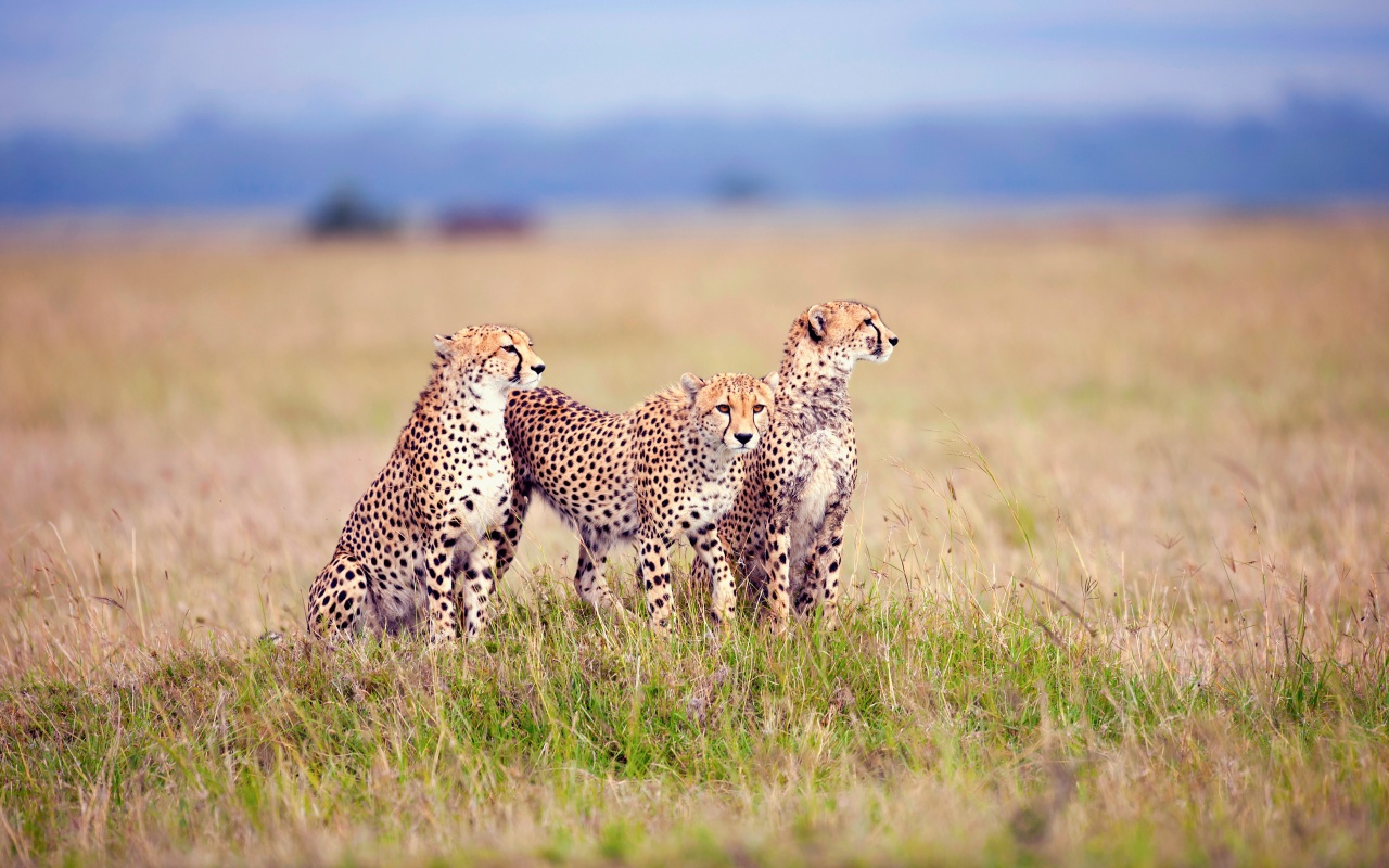 Three Cheetahs In The Grass