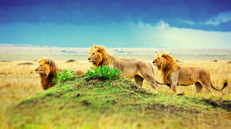Three Lion