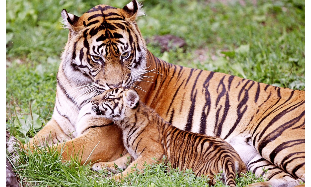 Tiger And Baby Tiger