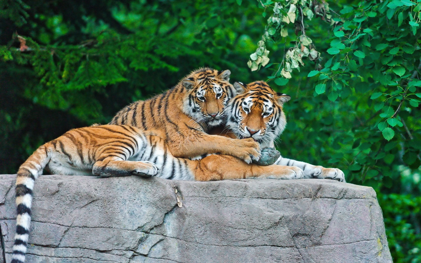 Tiger Family On Stone