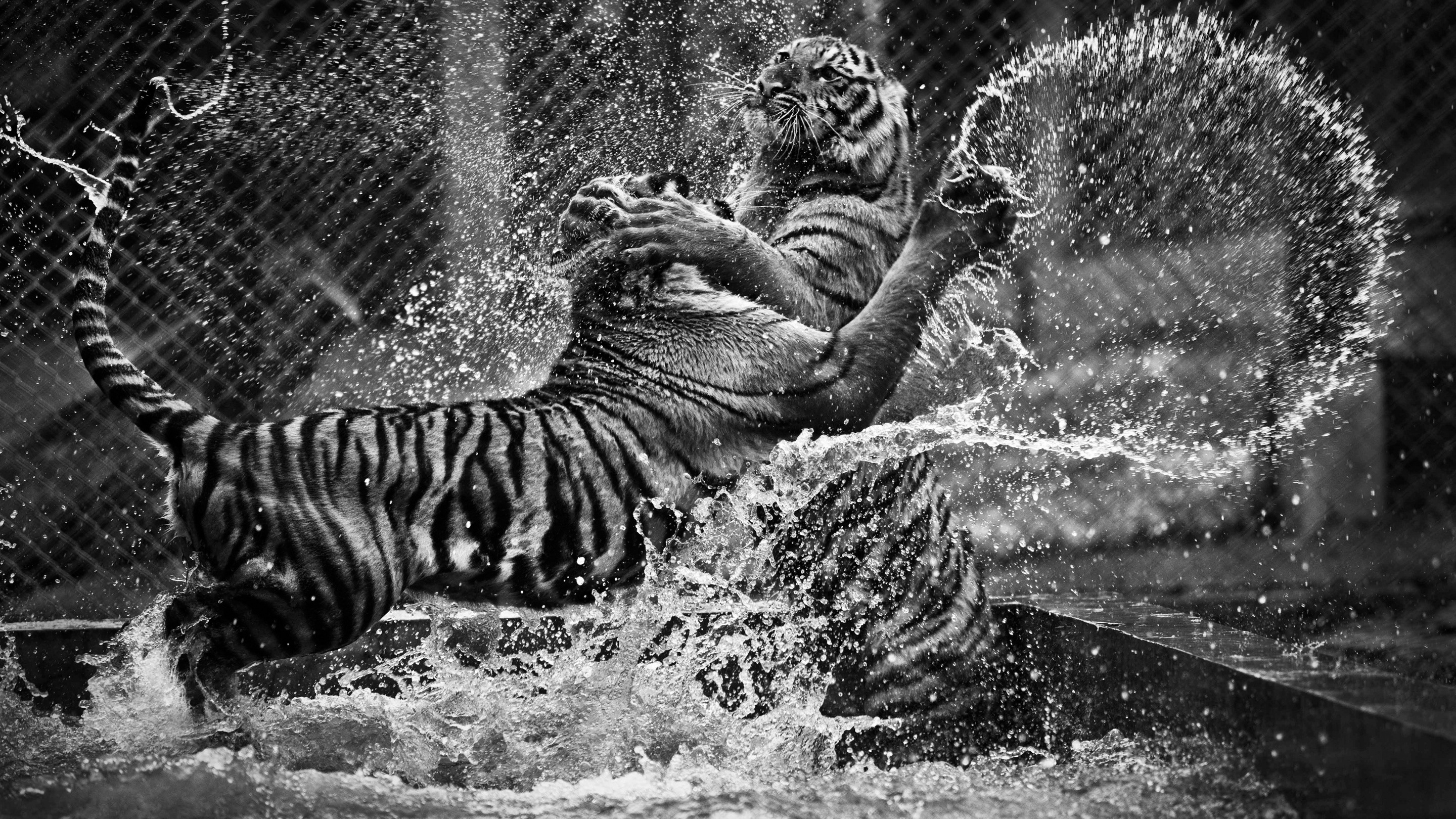 Tigers Playing In Water