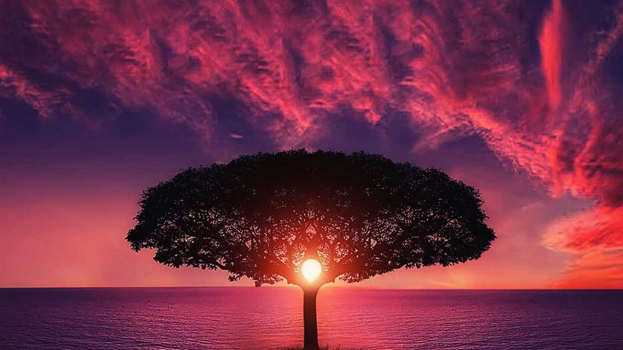 Tree, Sunset and Purple Sky