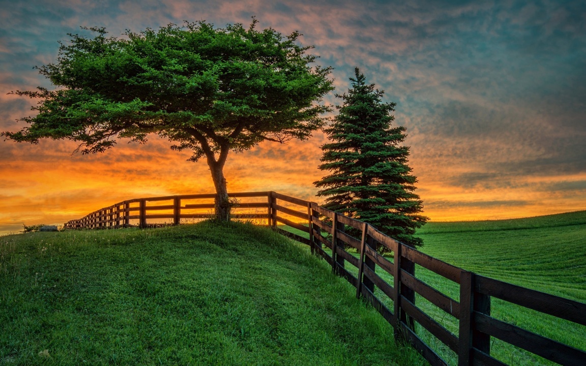 Trees And Fence At Sunset
