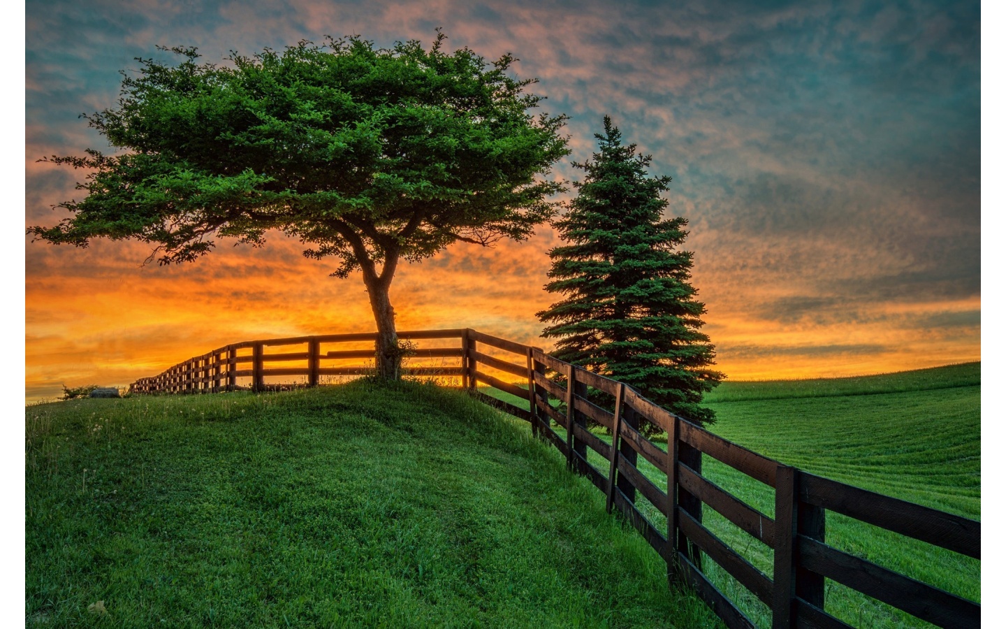 Trees And Fence At Sunset