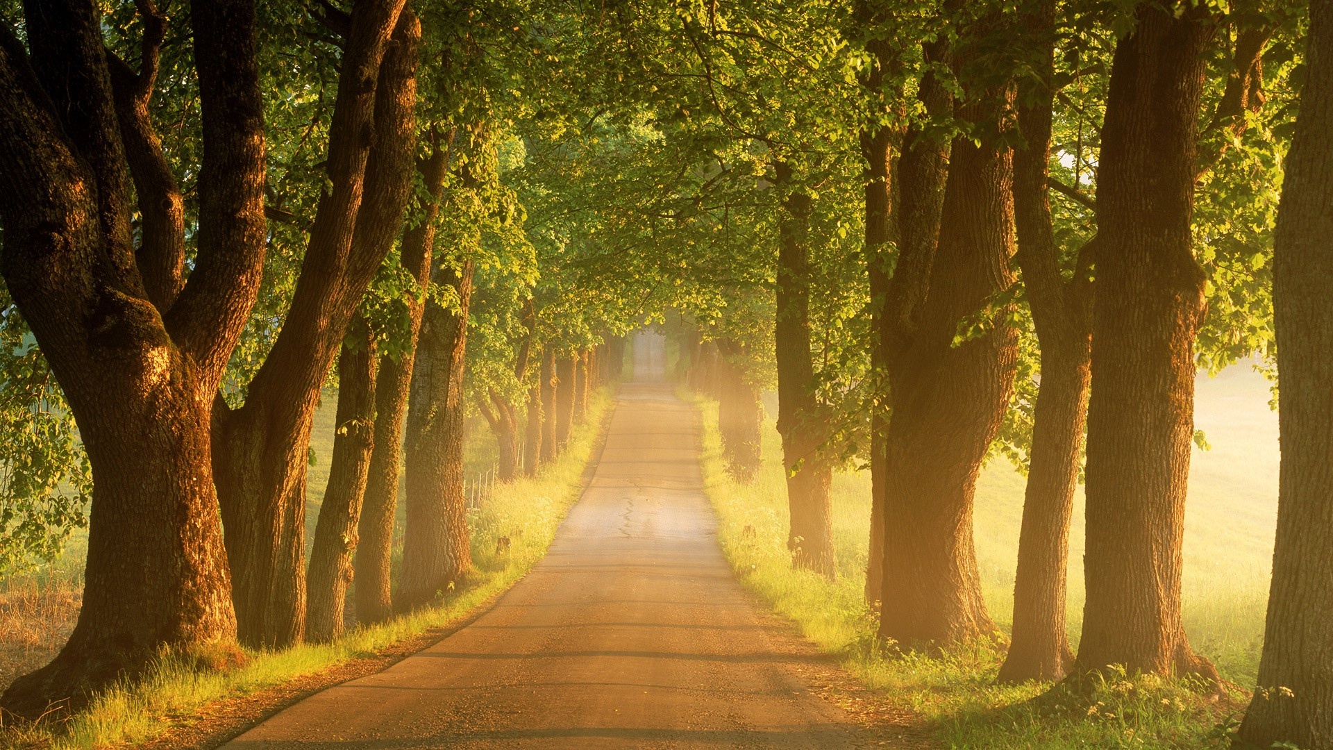Trees Road Wallpapers - 1920x1080 - 1113690