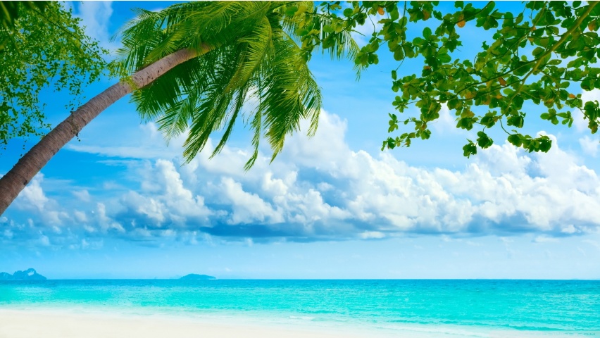Tropical Beach and Palm