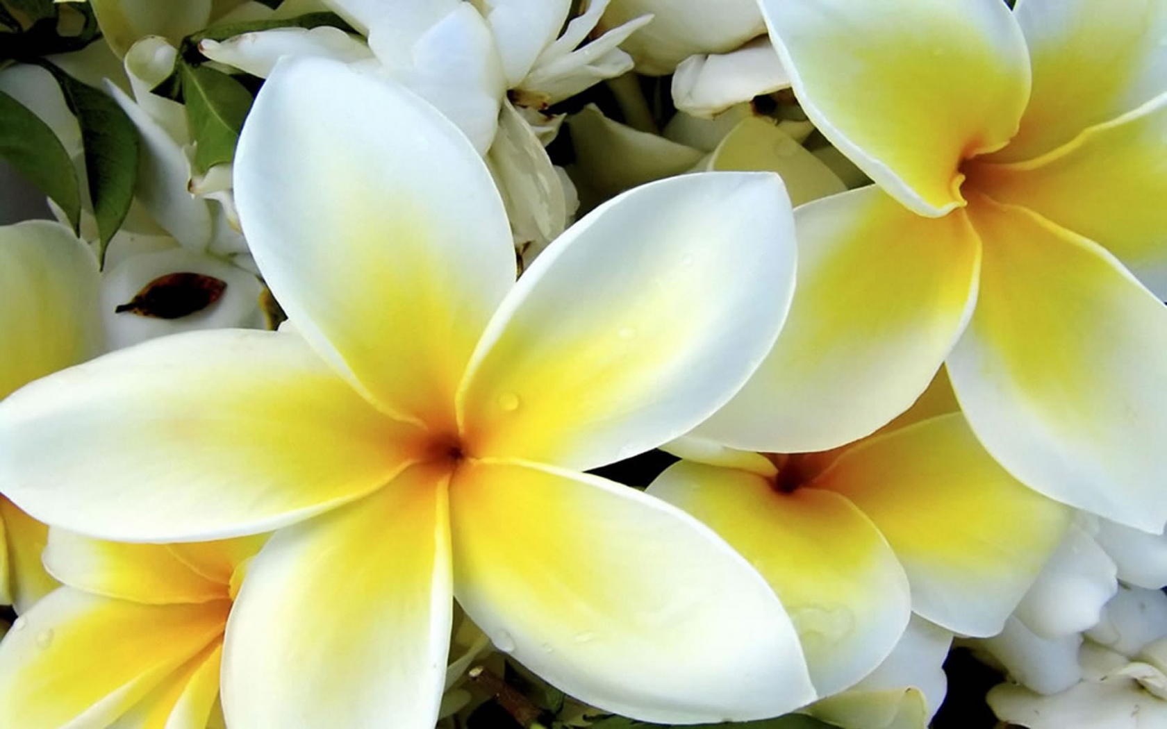 Tropical White and Yellow Flower