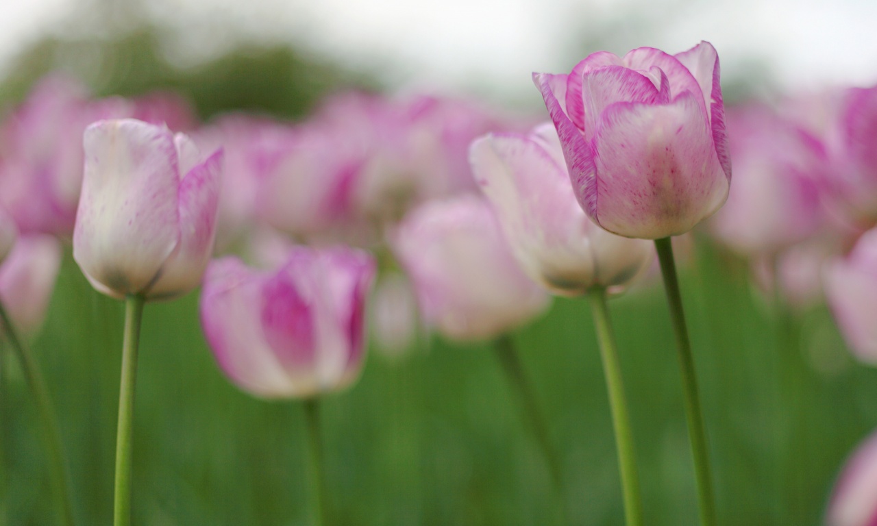 Tulips Buds Pink Flower